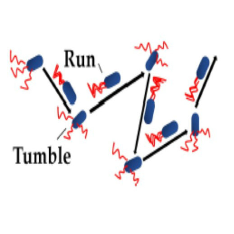 Thermodynamic uncertainty for run-and-tumble type processes